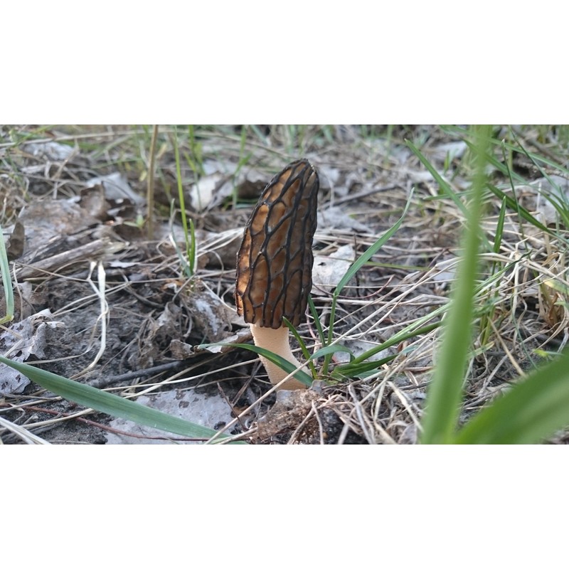 NIKA SEEDS - Spores Black Morel Mushrooms for Planting on