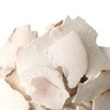 Donguihanjae 동의한재 중국산 햇 백복령 600g Dongi Hanjai Chinese Fresh