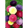 22Day Seeds: Seeds Aster Pompon Mix/Annual Flowers