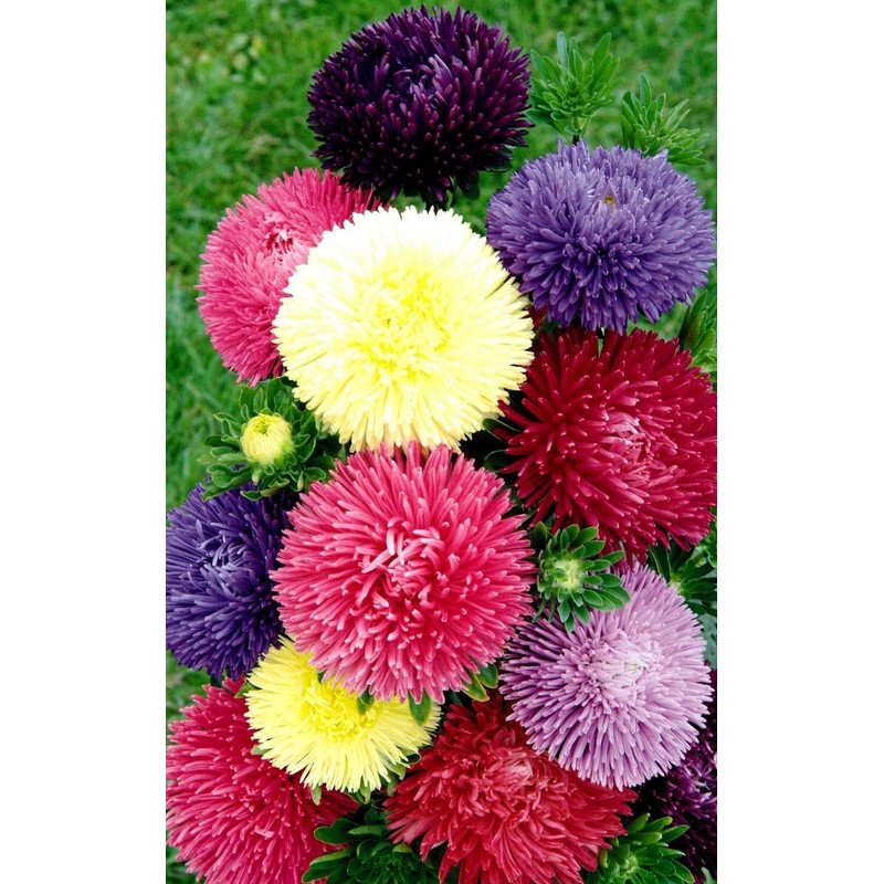 22Day Seeds: Seeds Aster Pompon Mix/Annual Flowers