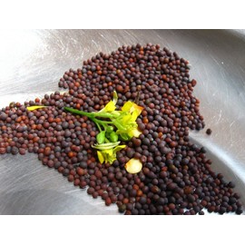 [Mai's Family] 500+ Seeds - Chinese Mustard - Small GAI Choi - CAI Be Xanh - Seeds