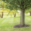 A.M. Leonard Mesh Panel Tree Guards, Pack of 10 Guards