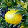 Yuzu Yuzu Incent, Essential Oil, Essential Oil, 1.7 fl oz