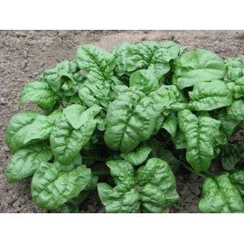 1oz Giant Noble Spinach Seeds Heirloom - Non-GMO - Always Fresh Seeds! - Planting Seeds for Home Vegetable Garden