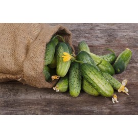 CEMEHA SEEDS - Seeds Little Cucumber Open-Pollinated Lyluk Pickling Non GMO Vegetable for Planting