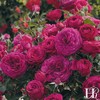 Own-Root One Gallon Celestial Night Floribunda Rose by Heirloom Roses