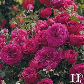 Own-Root One Gallon Celestial Night Floribunda Rose by Heirloom Roses