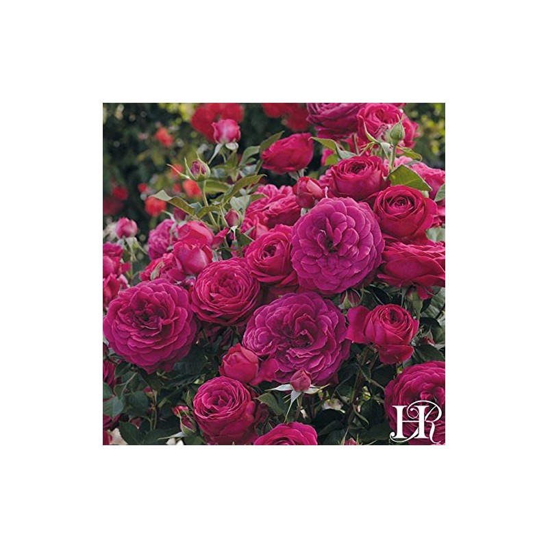 Own-Root One Gallon Celestial Night Floribunda Rose by Heirloom Roses