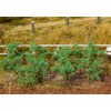 Faller 181259-18 Tomato Plants, Model Railway Accessories, Model Making