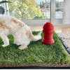 Silicone Potty Training Dog Fire Hydrant | Pee Training for