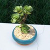 Succulent Pots with Wooden Tray: 7.5" Large Shallow Planter with