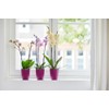 elho Brussels Orchid High 12.5 - Flower Pot for Indoor