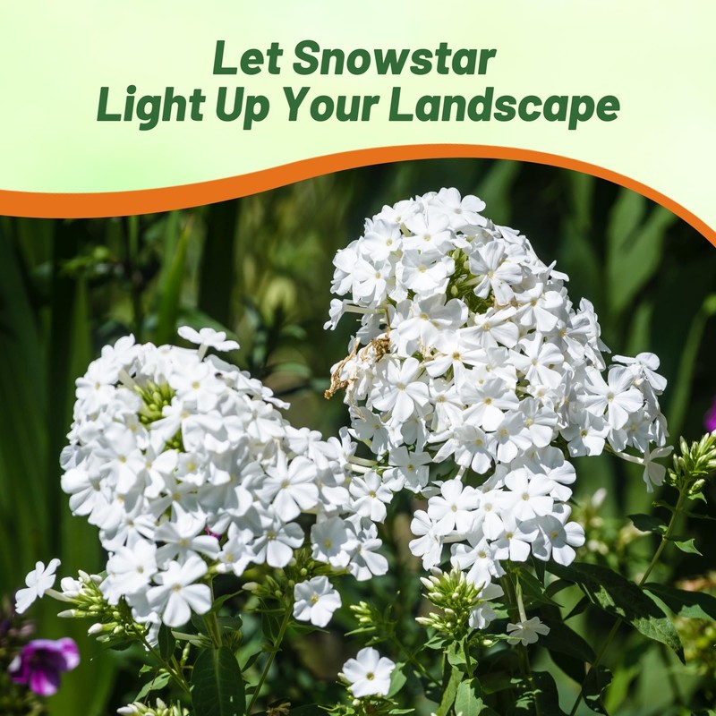 Outsidepride Snowstar Lychnis Seeds - 50000 Pcs Perennial Flower Seeds