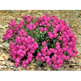 Little Seed Store 1001+CATCHFLY Flower Seeds None So Pretty Native Wildflower Patio Container Easy