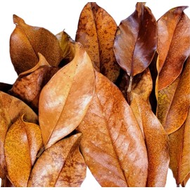 Magnolia Leaf Litter, 55-60 Small 3' - 6" Premium Whole Natural Organic Hand Picked Leaves for Bioactive Enclosures, Reptiles, Amphibians, Terrariums