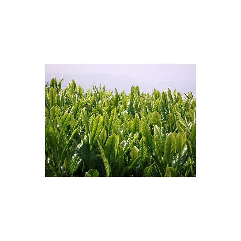 [2024 New Tea] Ureshino Tea Special Selection Set of 2