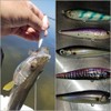 wLure 10 Blank Minnow Fishing Lure Bodies 3 Inch 1/2