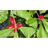 Miracle Fruit (Synsepalum dulcificum) – Live Seedlings & Fresh Seeds