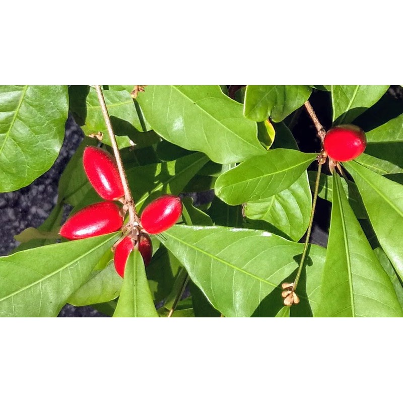 Miracle Fruit (Synsepalum dulcificum) – Live Seedlings & Fresh Seeds