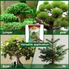 Doter Premium Bonsai Soil Mix with Enhanced Aeration & Drainage