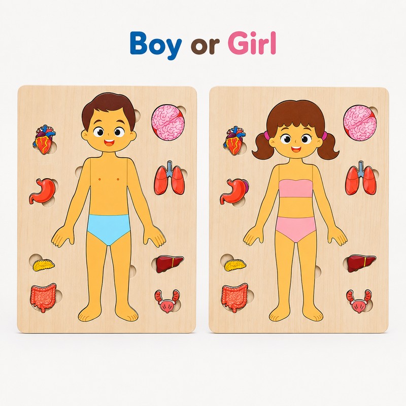 Wooden Human Body Puzzle for Kids - Removable Organ Pieces