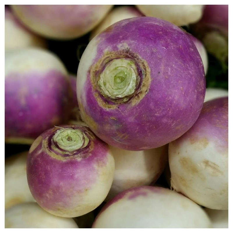 Everwilde Farms - 1/4 Lb Purple Top White Globe Turnip