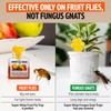 Super Ninja Fruit Fly Trap - Highly Effective Indoor Traps