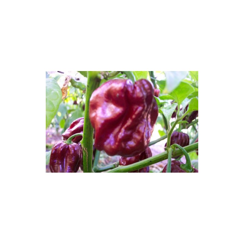 Jamaican Chocolate Habanero Pepper Seeds 10+ Seeds