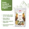 Himalayan Kutki Root (Picrorhiza kurroa) – Sun-Dried, Premium Grade, 3.5oz