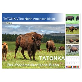 TATONKA The North American bison (Monthly Wall Calendar 2025 11.7" x 16.5" (open)), CALVENDO 14 Month Calendar
