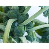 Seeds4planting - Seeds Brussels Sprouts Cabbage Green Indoor Heirloom Vegetable