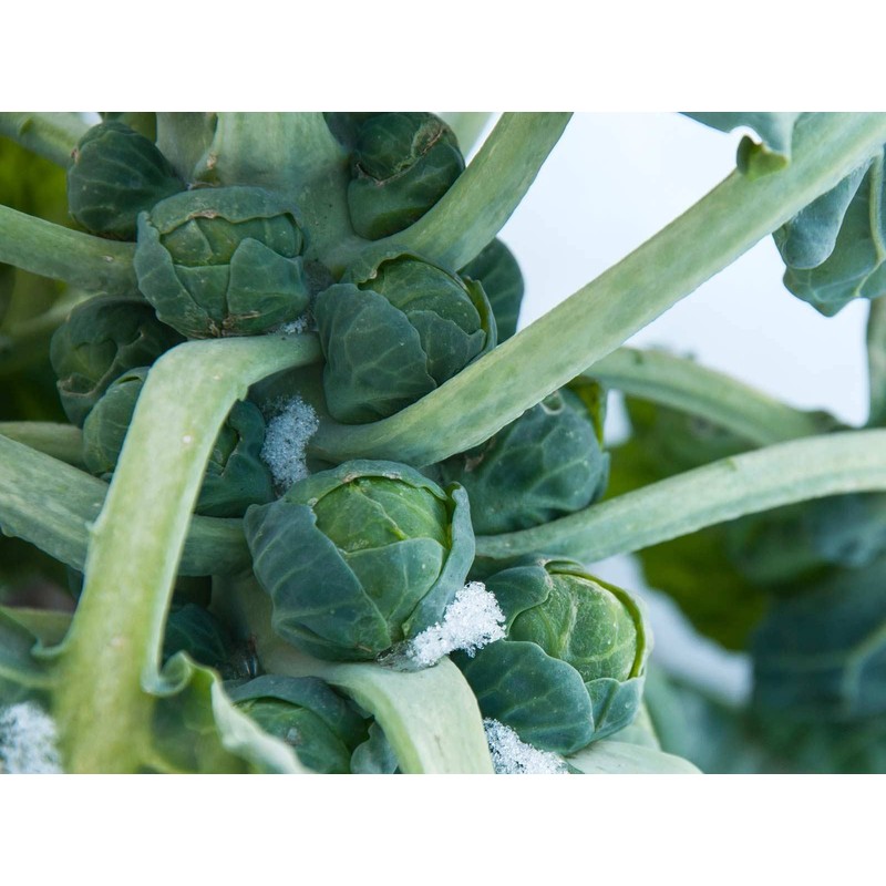 Seeds4planting - Seeds Brussels Sprouts Cabbage Green Indoor Heirloom Vegetable