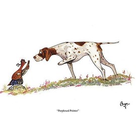 Bryn Parry Perplexed Pointer grouse and dog greeting card