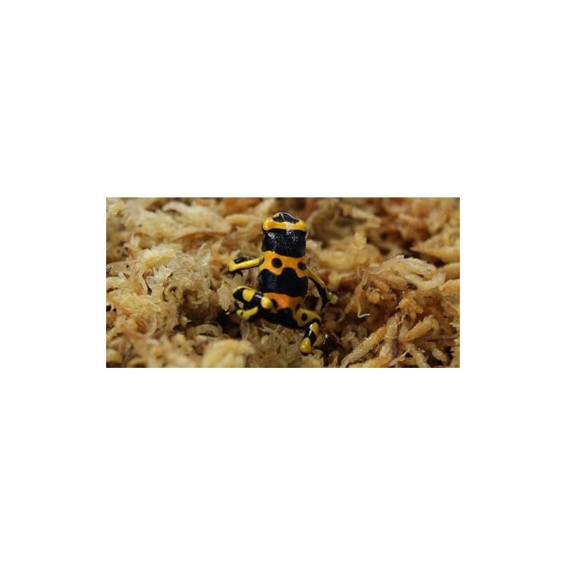 besgrow Premium New Zealand Sphagnum Moss, 500g (40L When Hydrated)