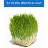 Certified Glyphosate Residue Free Soft White Wheat Berries | 25