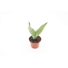 Sansevieria Moonshine - 3'' from California Tropicals