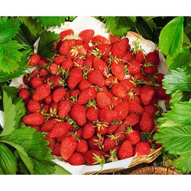 Seeds Alpine Strawberry Aleksandria Red Everbearing Indoor Berries Fruits for Planting Non GMO
