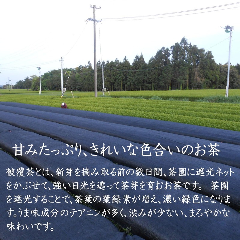 Chiran Tea Kagoshima Prefecture Deep-steamed Tea Sencha Leaf Green Tea