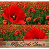 Papaver rhoeas (Corn Poppy, Red) Flower Seeds, Eye-Catching Appearance, Highly