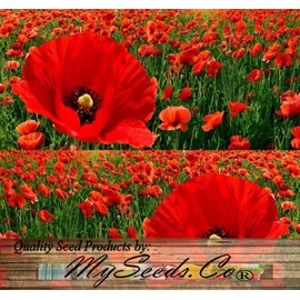 Papaver rhoeas (Corn Poppy, Red) Flower Seeds, Eye-Catching Appearance, Highly Attractive to Pollinators, Seeds by MySeeds.Co, You Choose The Amount (1 oz)