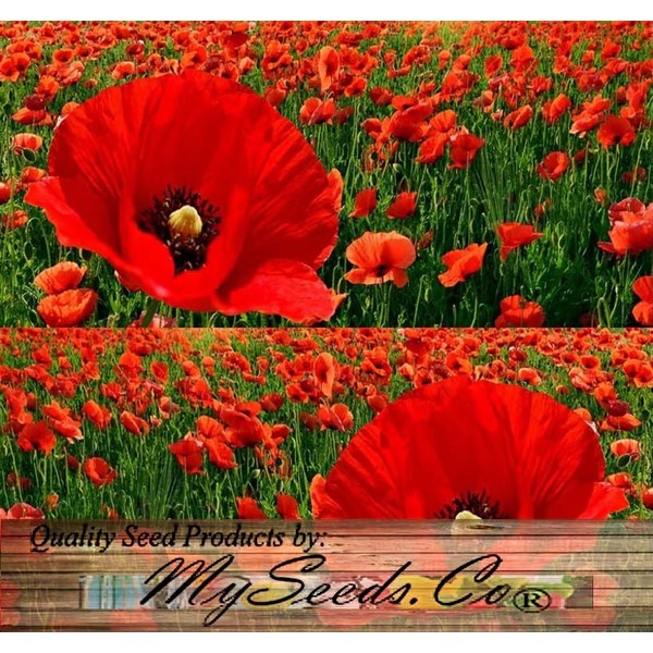 Papaver rhoeas (Corn Poppy, Red) Flower Seeds, Eye-Catching Appearance, Highly