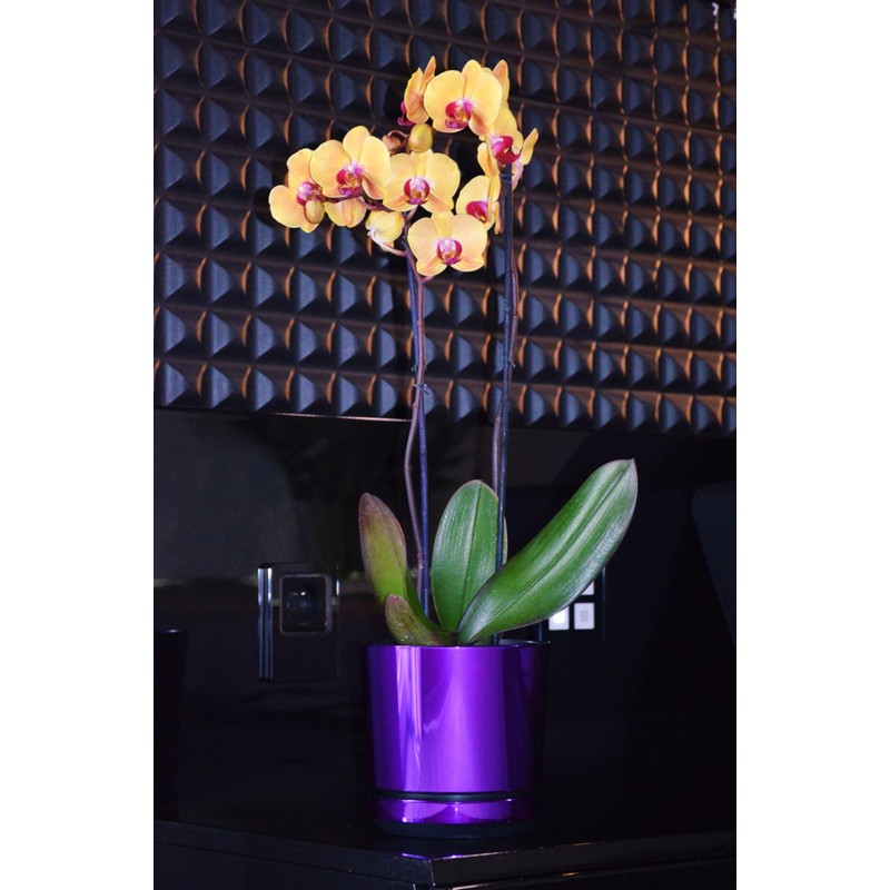 KERD Blumentopf 12 cm, Glänzendes Lila (086), elegant, dekorativ, luxuriös,