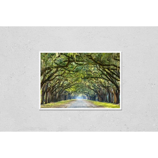HardPress Wall Art Poster Print of Savannah, rgia, USA Oak