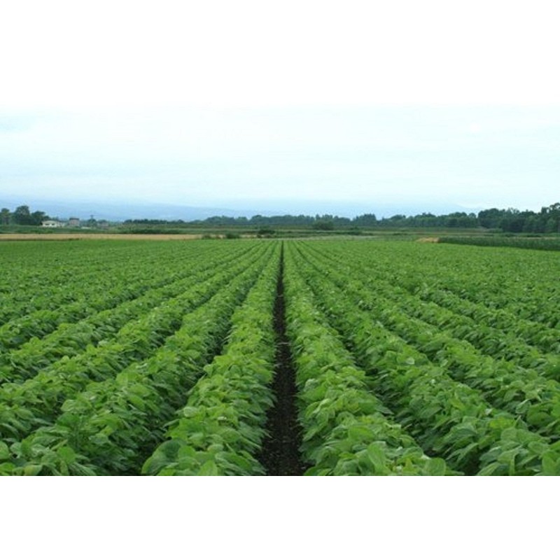 Taurus Aminos Lactic Acid Bacteria Products, 3.4 fl oz (100