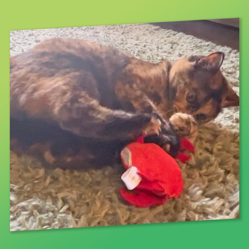 KITTY KA-ZOOM ZOOMIE Crab - Refillable Catnip Toy + Catnip