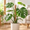 Moss Pole for Climbing Indoor Plants – Plant Fiber Support