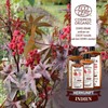 Organic Castor Oil 500 ml - 100% Pure, Natural and