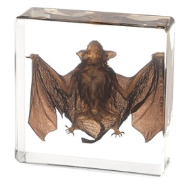Real Taxidermy Bat in Resin - Taxidermy Animals for Gothic Home Display, Oddities and Curiosities Gifts for Specimen Collector, Family or Friends (Bat)