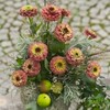 Zinnia Queen Red Lime Nice Garden Flower Seeds (25 Seeds)