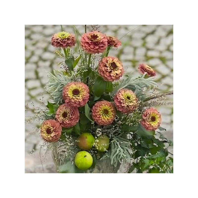 Zinnia Queen Red Lime Nice Garden Flower Seeds (25 Seeds)